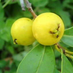 بذر درخت گوآوا زرد ریز یا گیلاسی (ِYellow Cherry Guava)