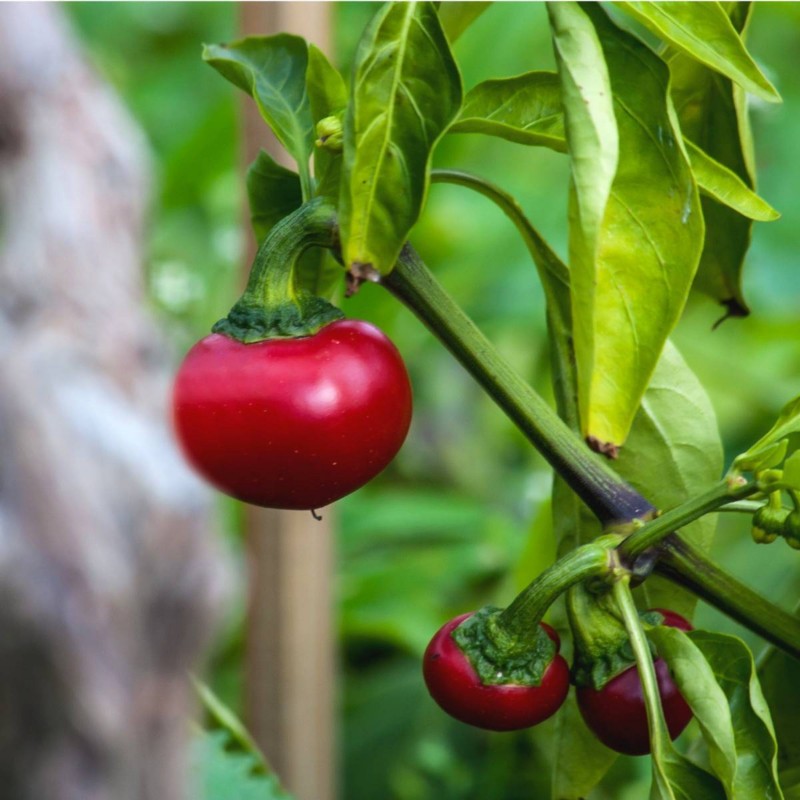 بذر فلفل قرمز مورون گیلاسی یا چری کنسروی (Red Cherry Pepper)