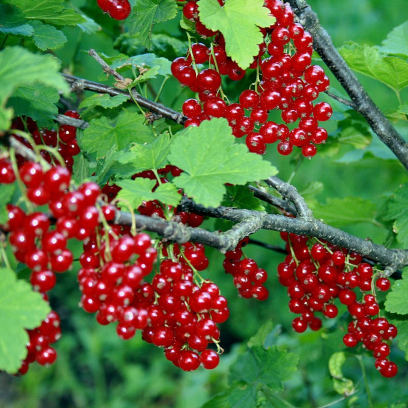 بذر درخت ردکارنت یا انگورفرنگی قرمز (Red Currant)