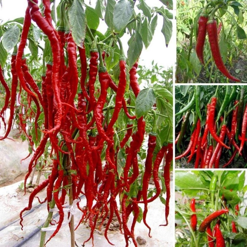 بذر فلفل بلند قرمز تند یا فلفل اسنیک قرمز (Red Long Pepper)