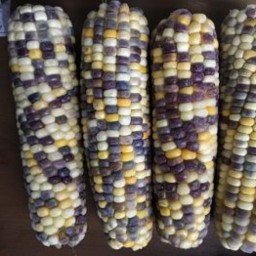 بذر ذرت رنگی نوبل (Noble Mixed Color Corn)