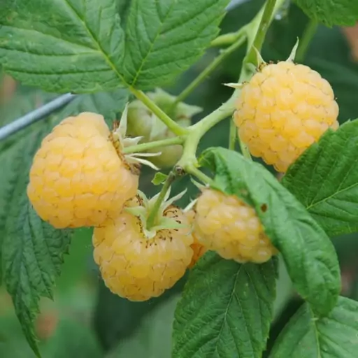 بذر گیاه رزبری زرد طلایی (Golden Yellow raspberry)