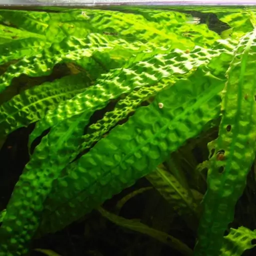 گیاه آبزی آکواریوم پلنت کریپتون چروک یا Cryptocoryne aponogetifolia 