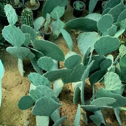 کاکتوس اپونتیای تگزاس (5 عدد راکت بالغ) - Opuntia lindheimeri - زبان مادر شوهر - گلابی خاردار