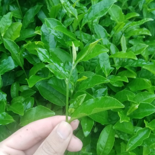 توضیحات تصویر