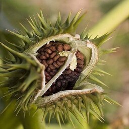 گیاه تاتوره 100 گرمی 