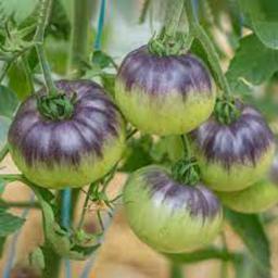 بذر گوجه فرنگی زیبای آبی 10 عددی