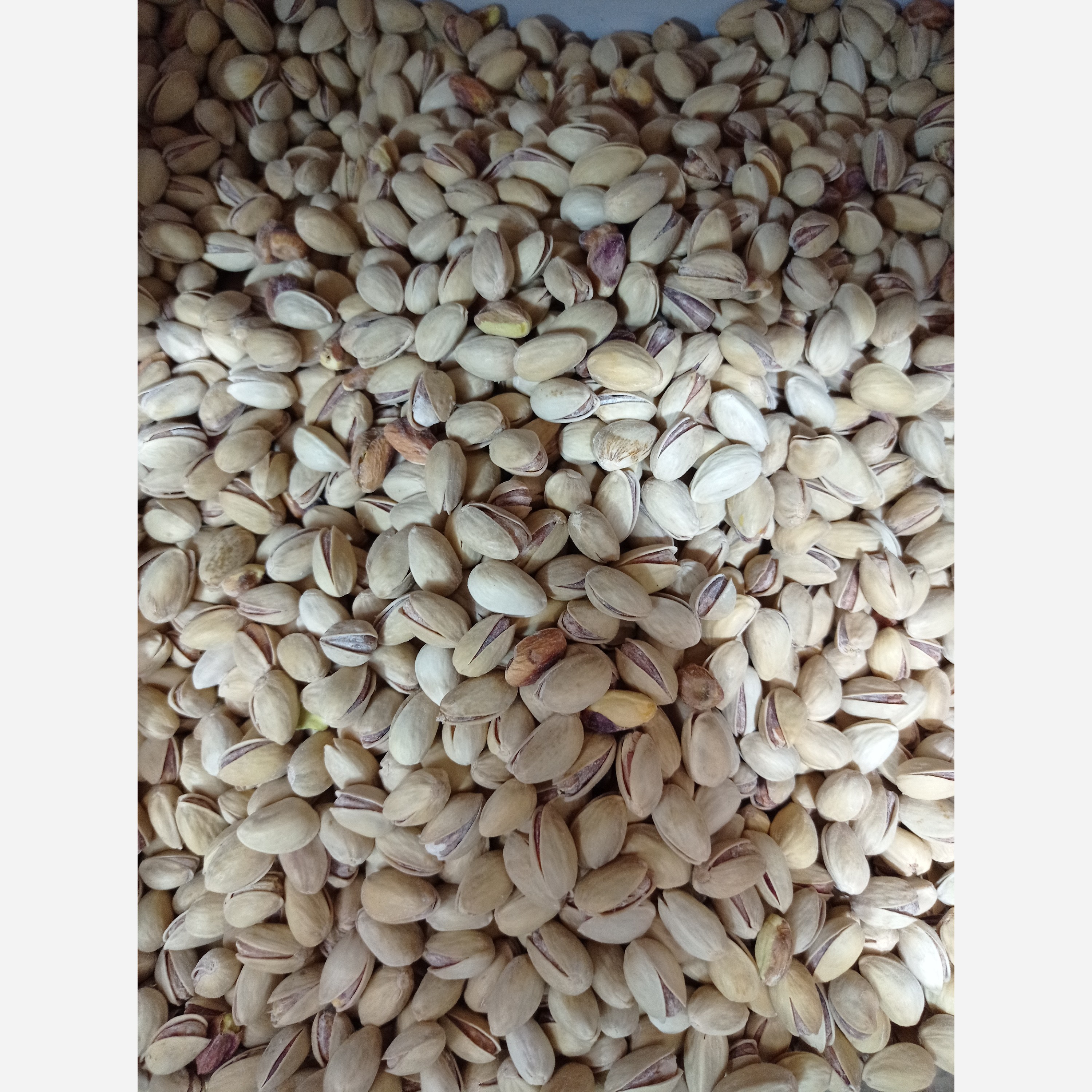 پسته شور احمدآقایی-گرتی