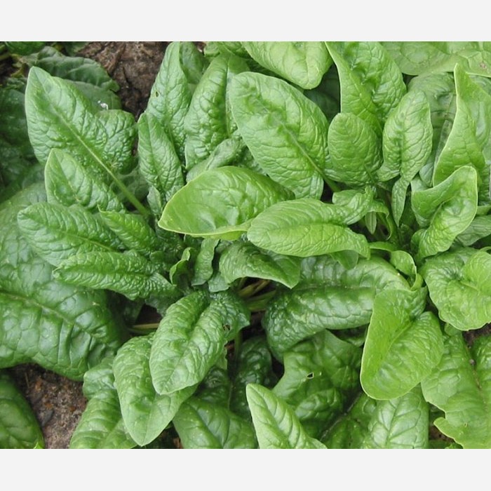سبزی سرخ شده خورشت آلو اسفناج 500 گرمی گیلان.رشت