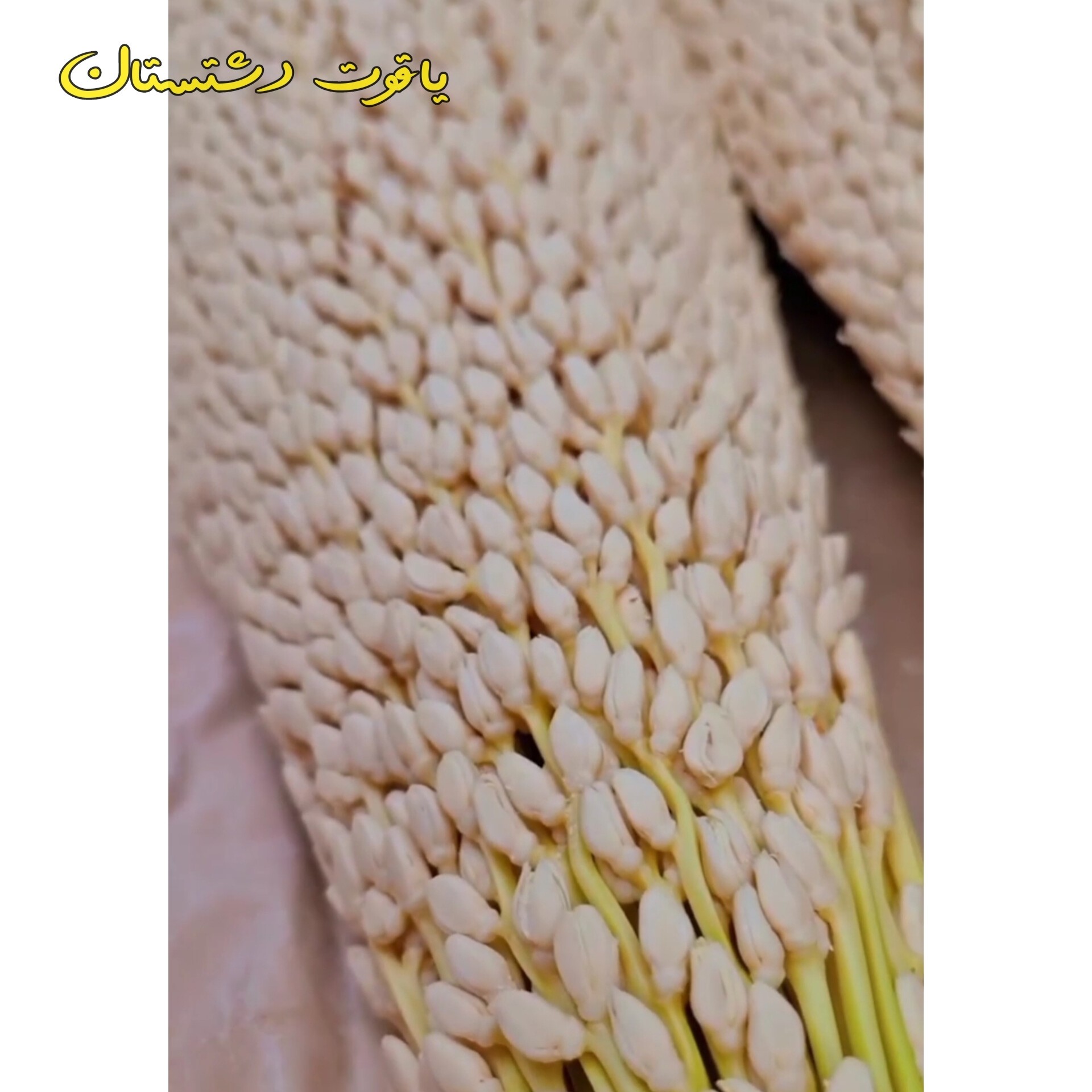 گرده نخل نر اصل 30گرمی