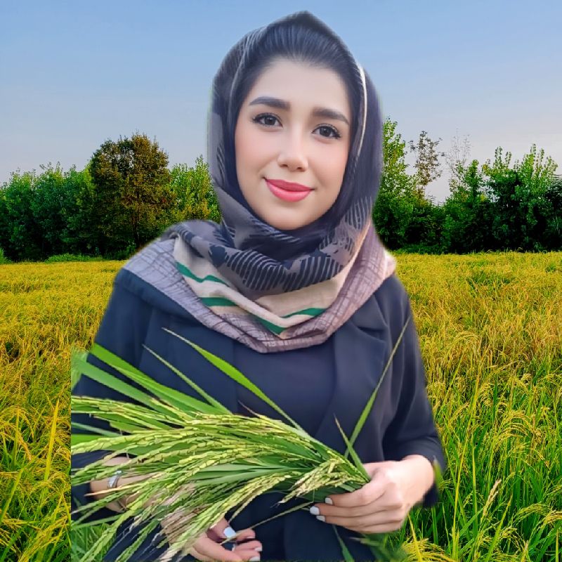 گندم صفائی