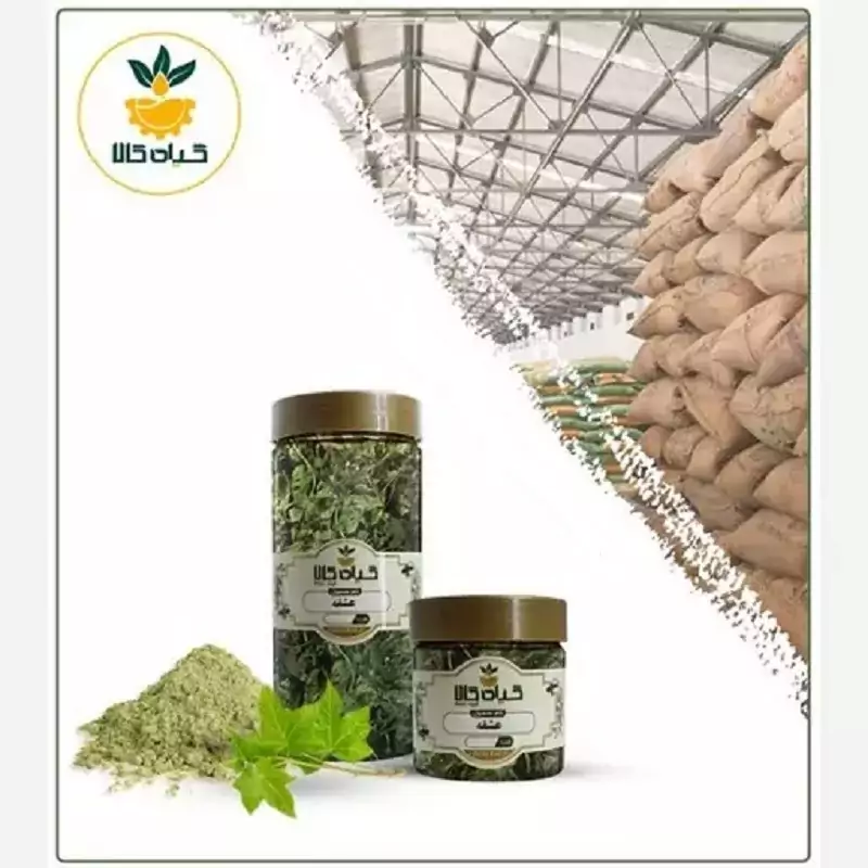 گیاه عشقه با کیفیت عالی، بار امسالی و تازه(500گرمی)
