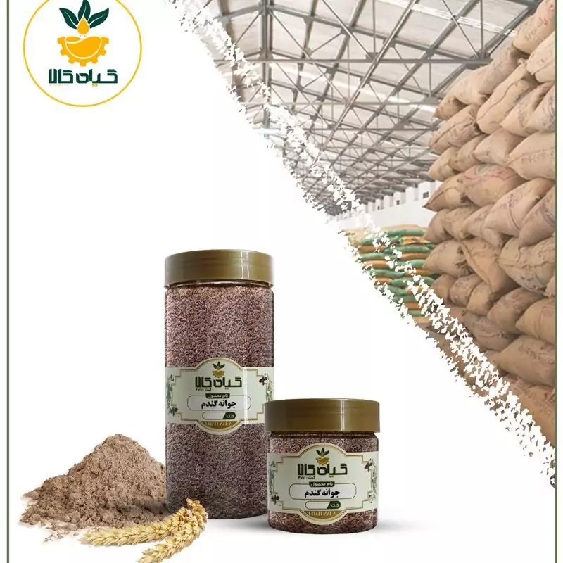 بذر جوانه گندم پودری، بار امسالی و تازه(100گرمی)
