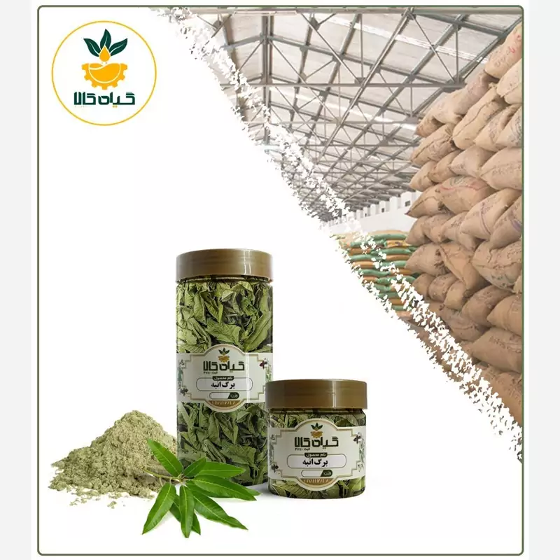 برگ انبه پودر شده ، با کیفیت عالی، بار امسالی و تازه(500گرمی   )