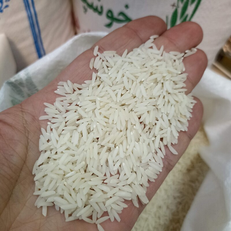 برنج کشت دوم طارم هاشمی عطری فریدونکنار
