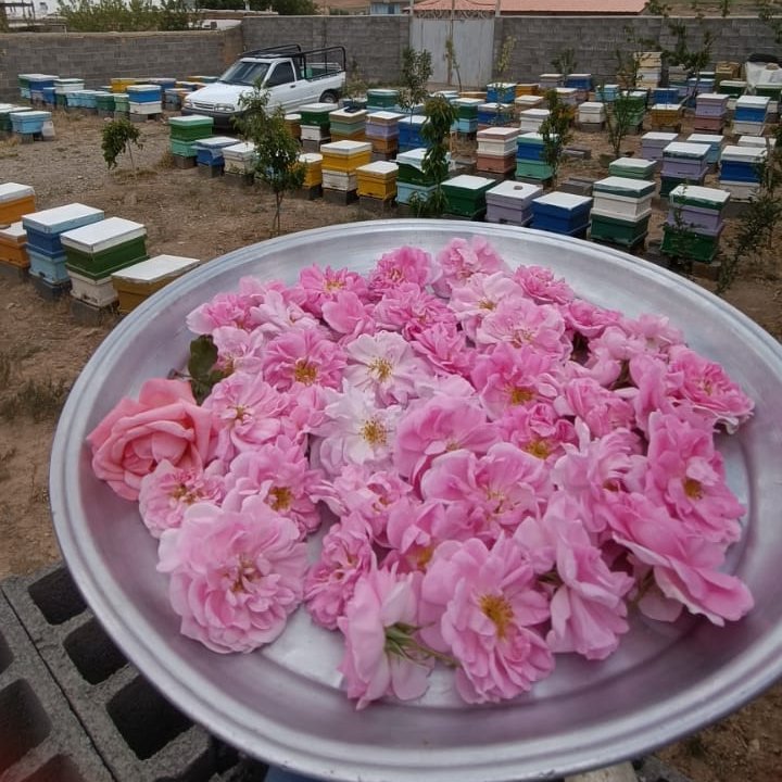 عسل شهد سنگستان گل محمدی اعلاء