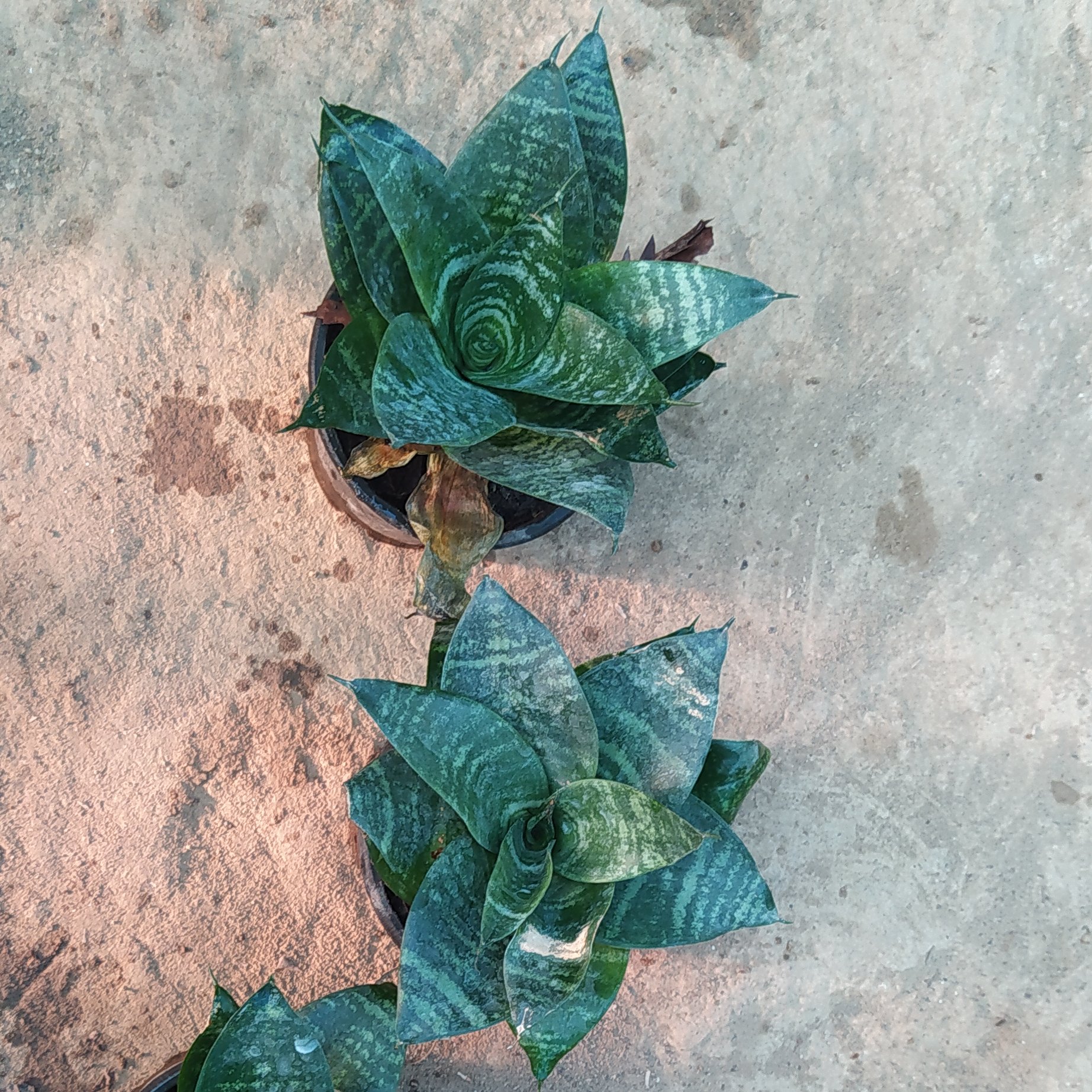 سانسوریا لاله ای پاکوتاه() (پس کرایه)