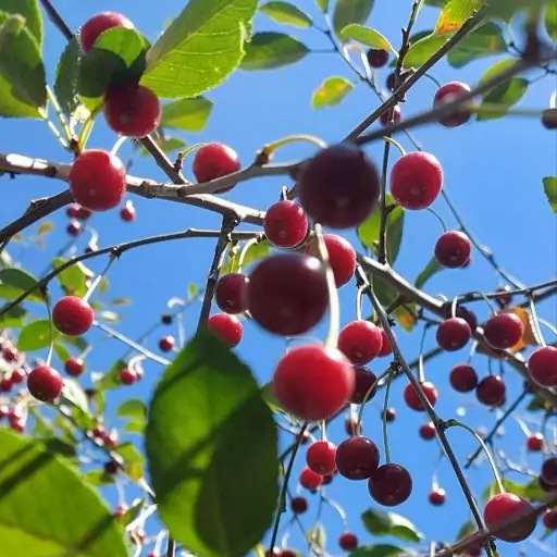 مربای آلبالوی خانگی ارگانیک دماوند 500 گ