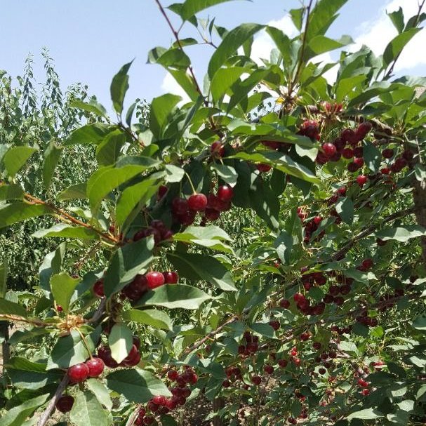 مربای آلبالوی خانگی ارگانیک دماوند 500 گ