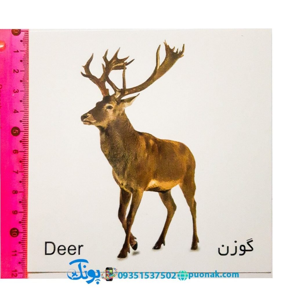 کارت‌ آموزش حیوانات جنگل مدل کارت پازل انتشارات آوای بامداد (20 کارت پازل آموزشی دو زبانه)