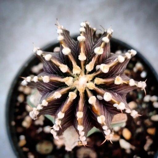  کاکتوس ژمینو فردریکی زیبا، ابلق 