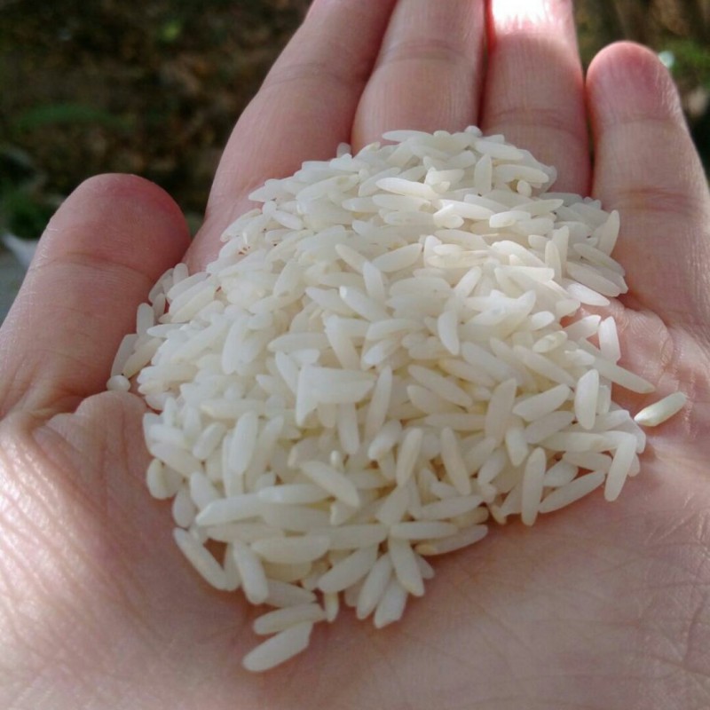 برنج طارم هاشمی اصل ده کیلویی