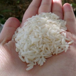 برنج طارم محلی هاشمی پنج کیلویی