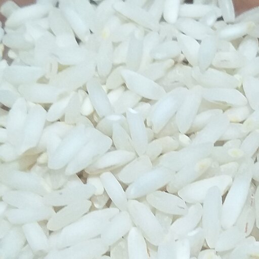 برنج چمپا
