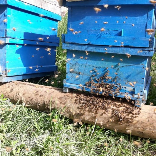 عسل طبیعی گون و آویشن با ساکارز پایین(مستقیم از زنبوردار)