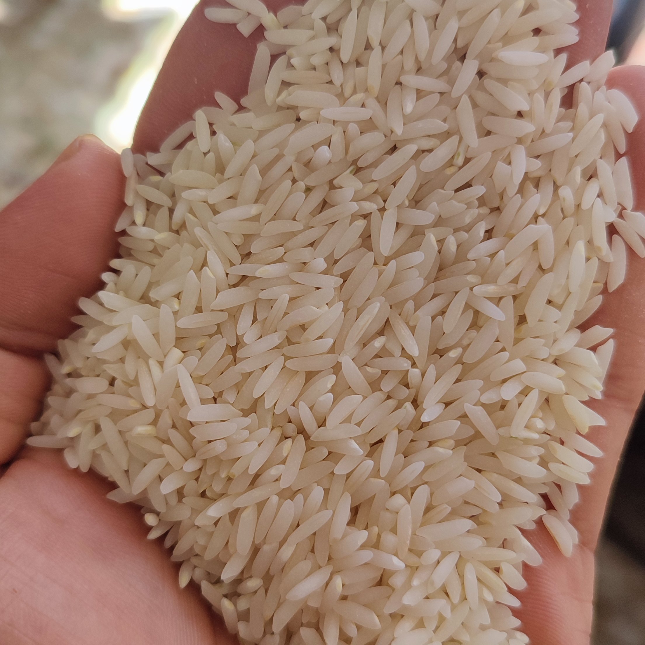 برنج معطر طارم محلی معطر پنج کیلویی فریدونکنار 1404