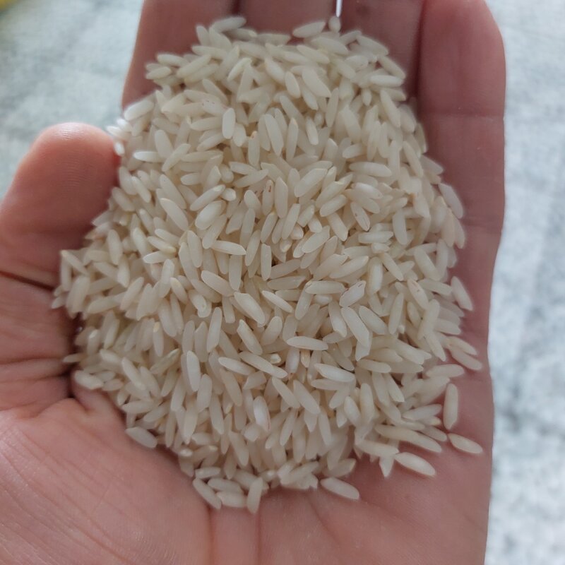 برنج کشت دوم هاشمی اعلا