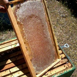 عسل طبیعی ممتاز