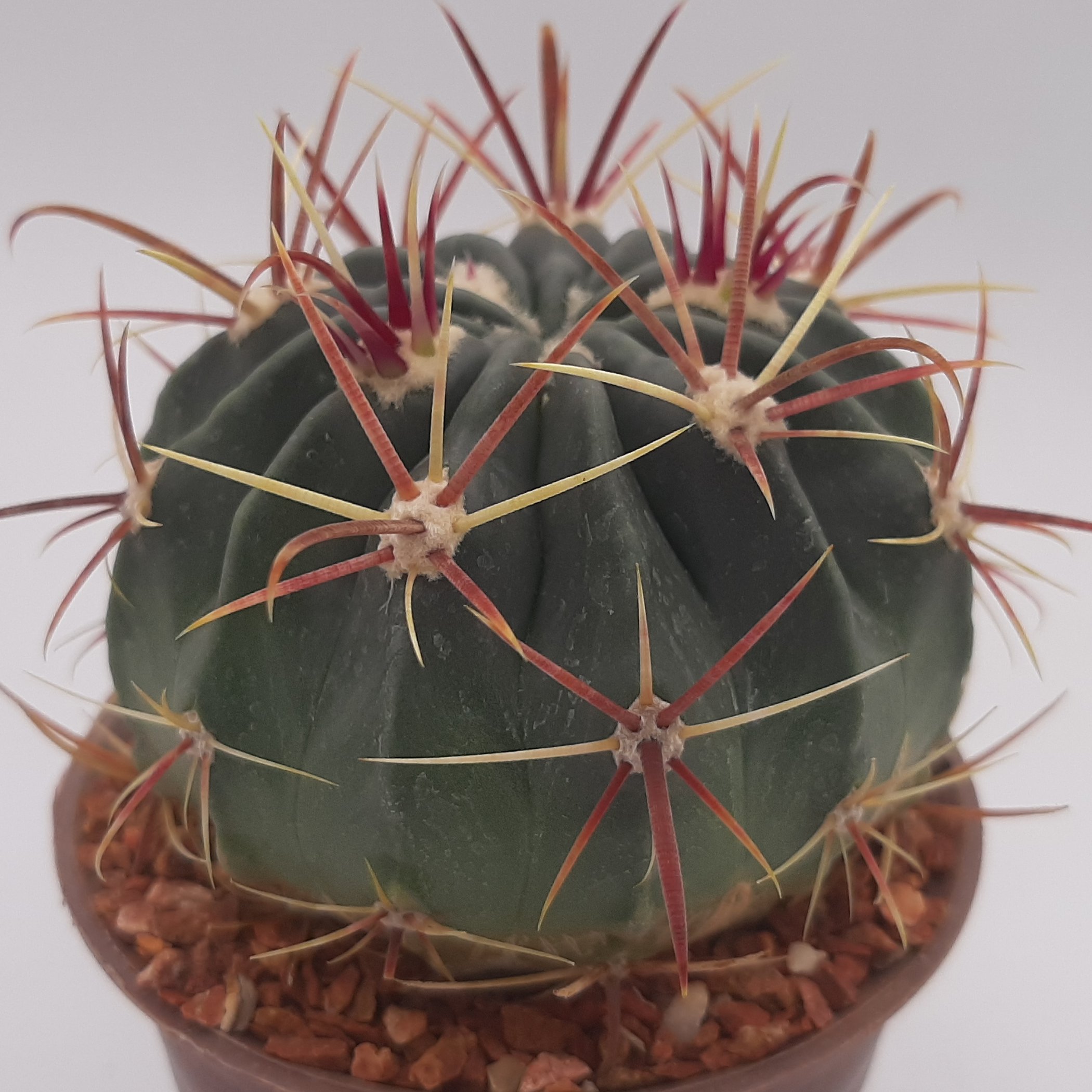 فروکاکتوس تیغ قرمز 