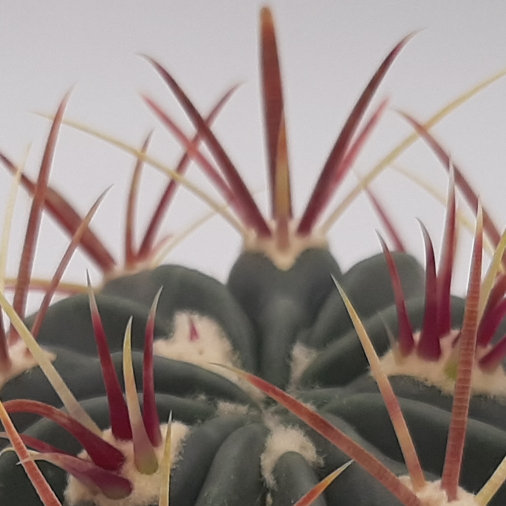 فروکاکتوس تیغ قرمز 