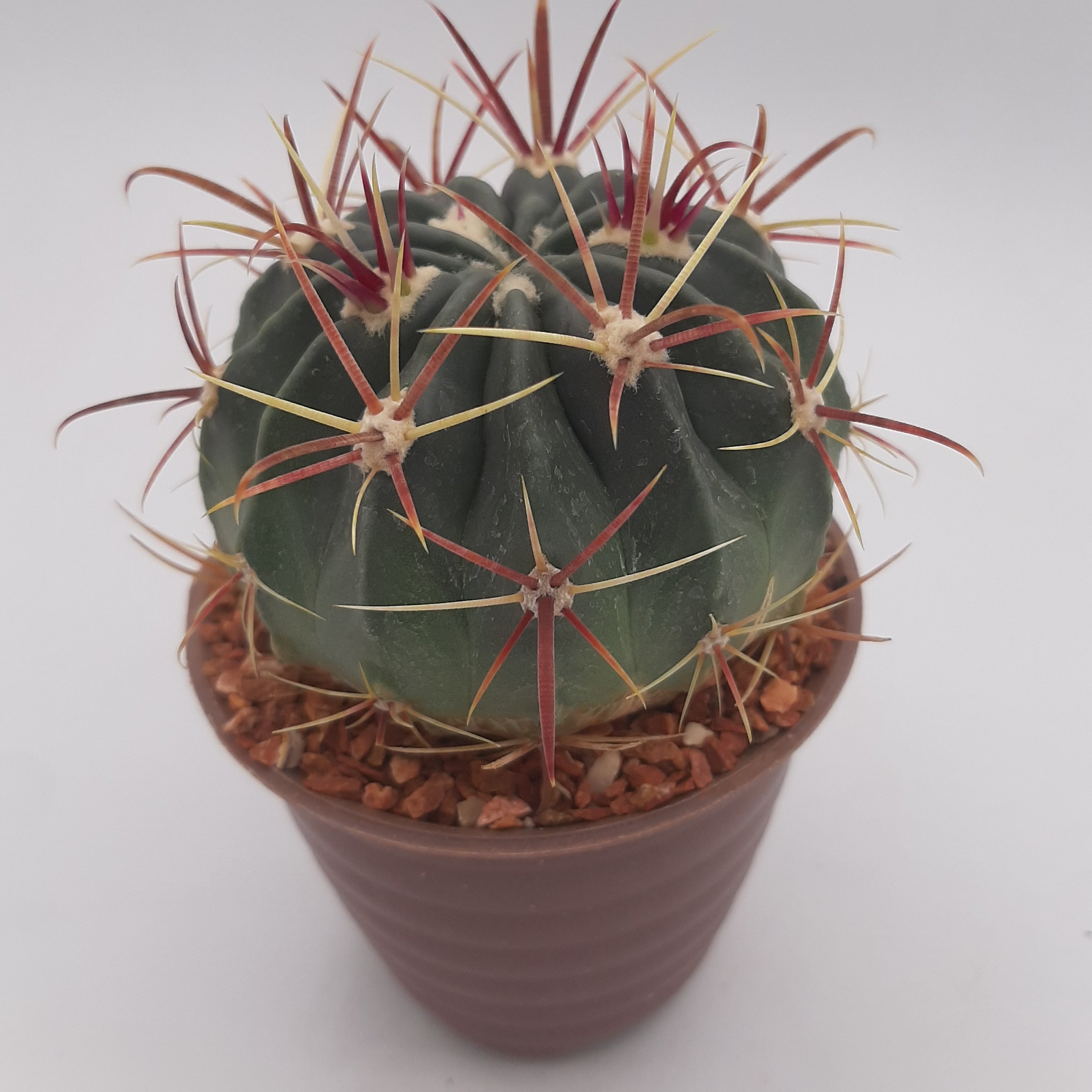 فروکاکتوس تیغ قرمز 