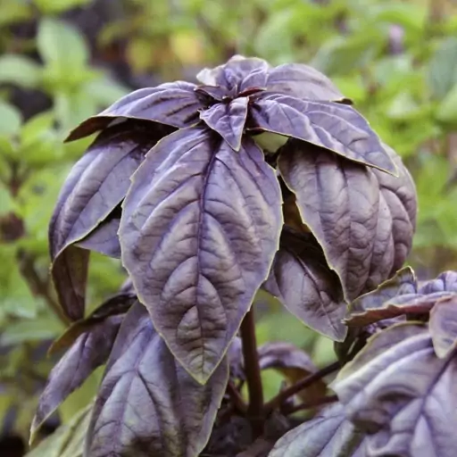 بذر ریحان بنفش (بسته 100 گرمی)