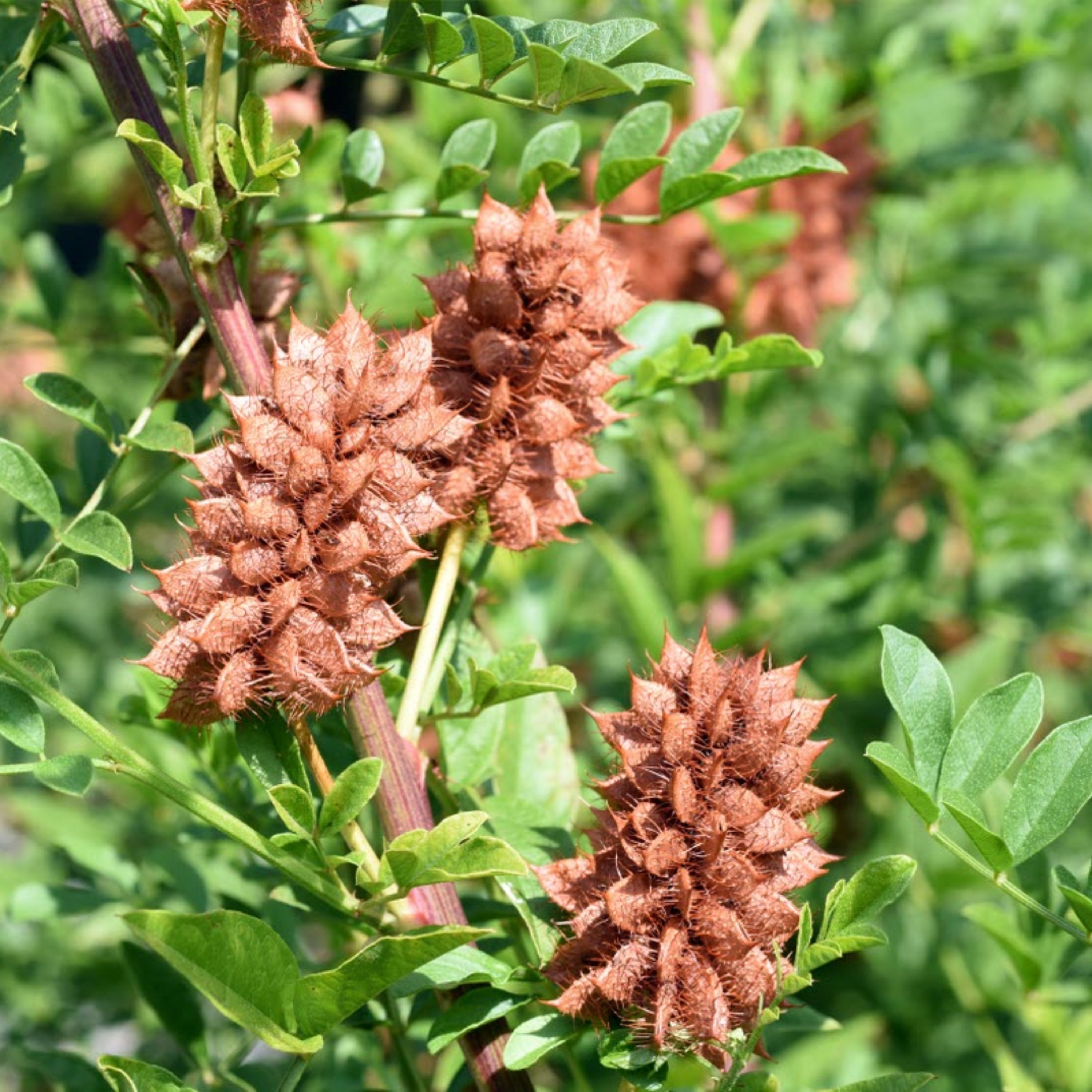 بذر شیرین بیان