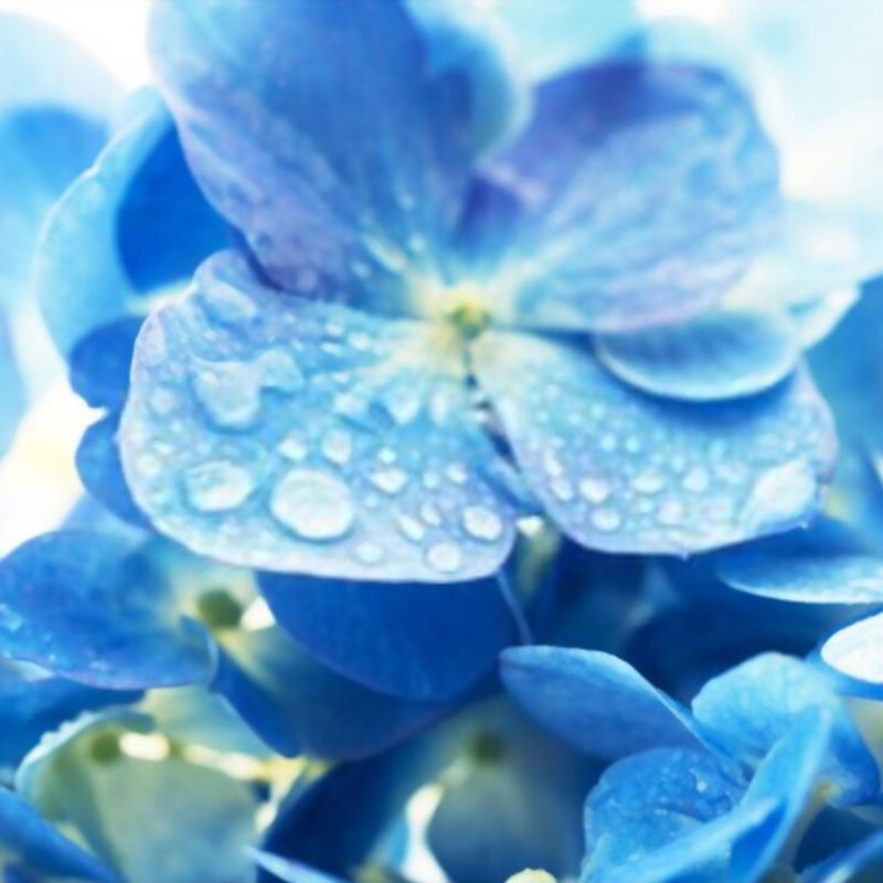 بذر گل بنفشه آبی آسمانی