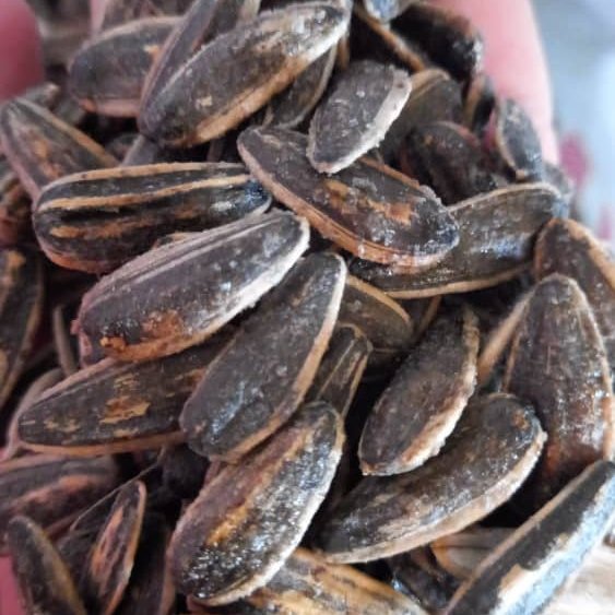 تخمه افتاب شور شده دور سفید خوش طعم و خوش خوراک