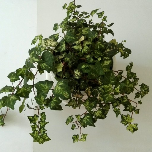 گیاه هدرا یا پاپیتال ابلق
گیاهی رونده از انواع گیاهان آپارتمانی و گلخانه ای، رنگ سبز و ابلق، سایز بزرگ
