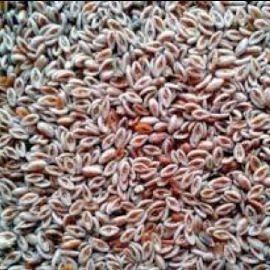 اسفرزه ، شکم پاره،عطاری شفاءگل در بسته های( 50 گرمی)