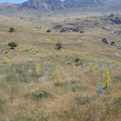 گرده گل ارگانیک چند گیاه کوهستان خلخال (100گرم)