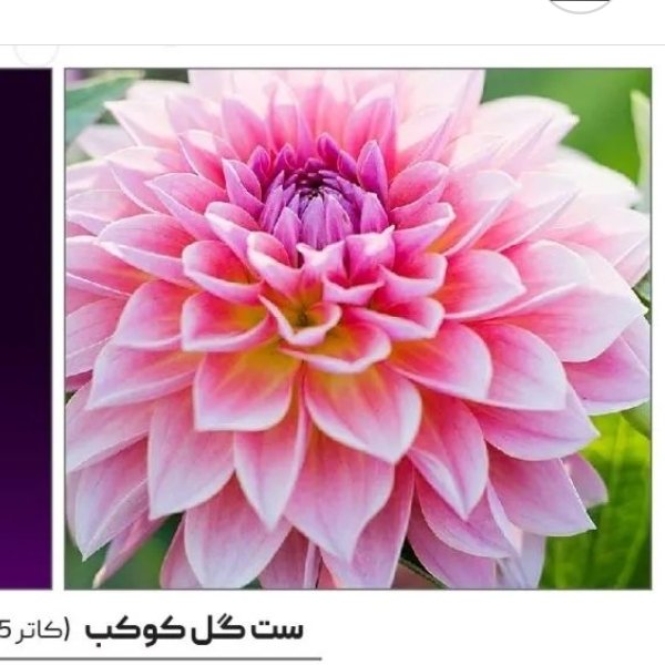 وینروکاتر گل کوکب(5 عددی)
