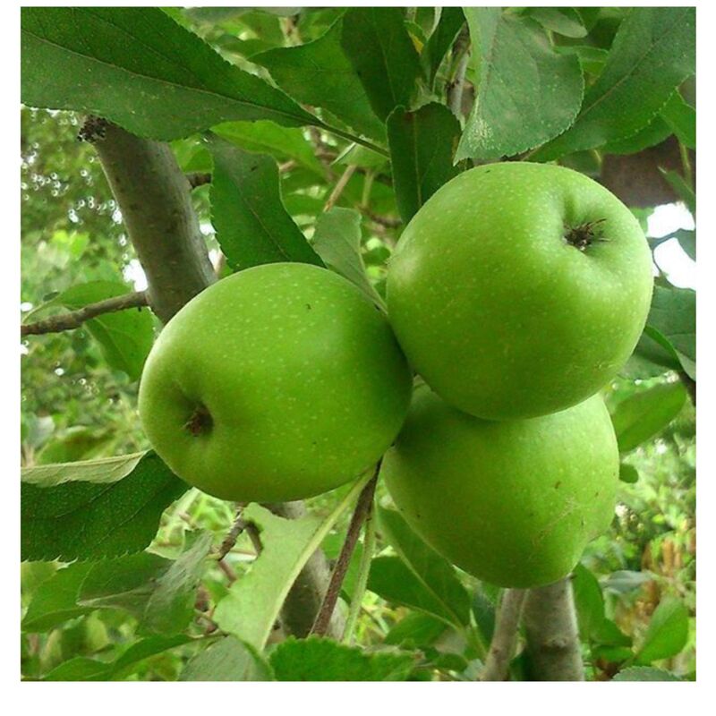 نهال سیب سبز فرانسوی پیوندی موجود درنهالستان  ساقه طلا(حداقل ارسال 4 عدد)