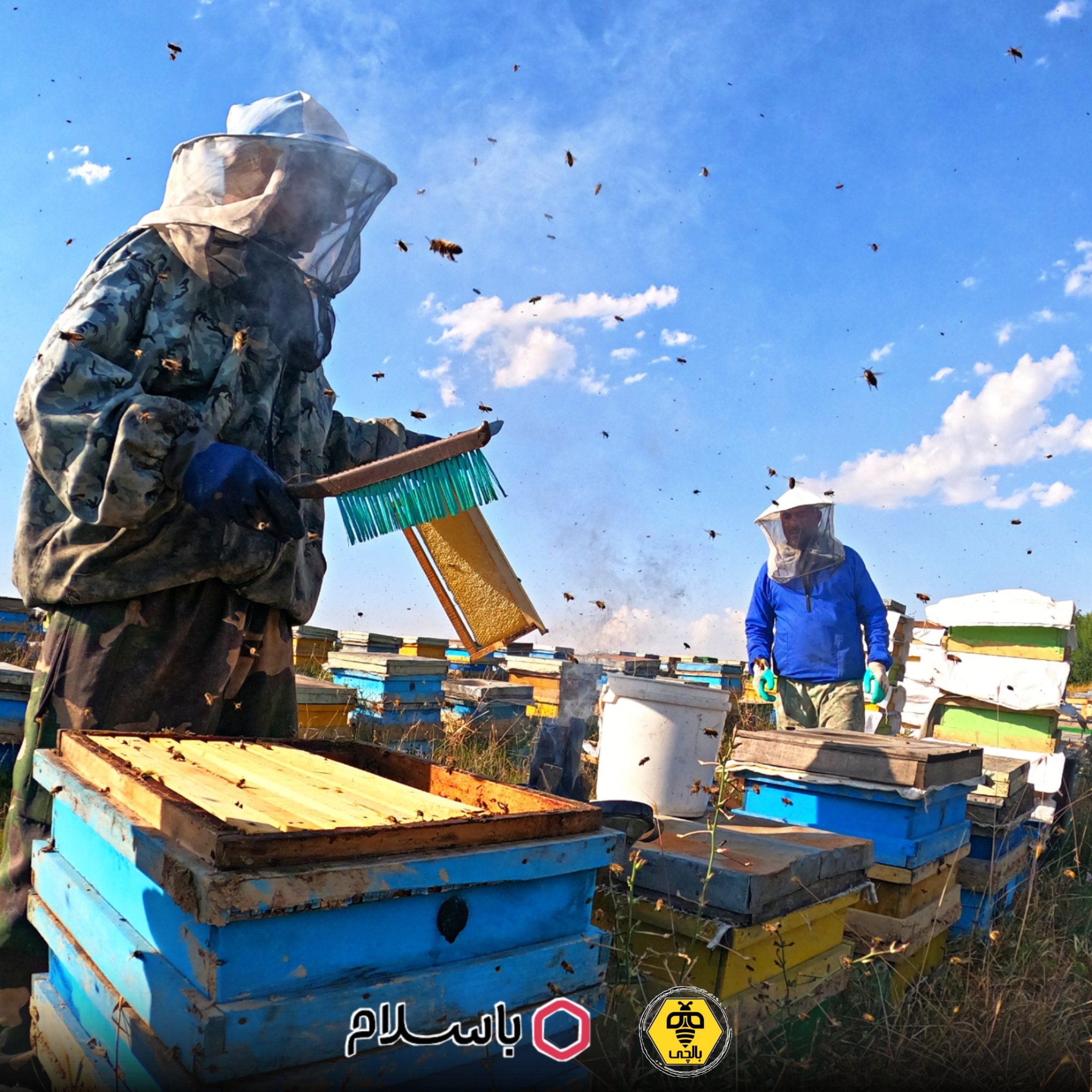 عسل طبیعی بالچی ساکارز زیر 3 (1 کیلوگرم با بسته 6 عددی) (خرید از زنبوردار نمونه و ارسال رایگان)