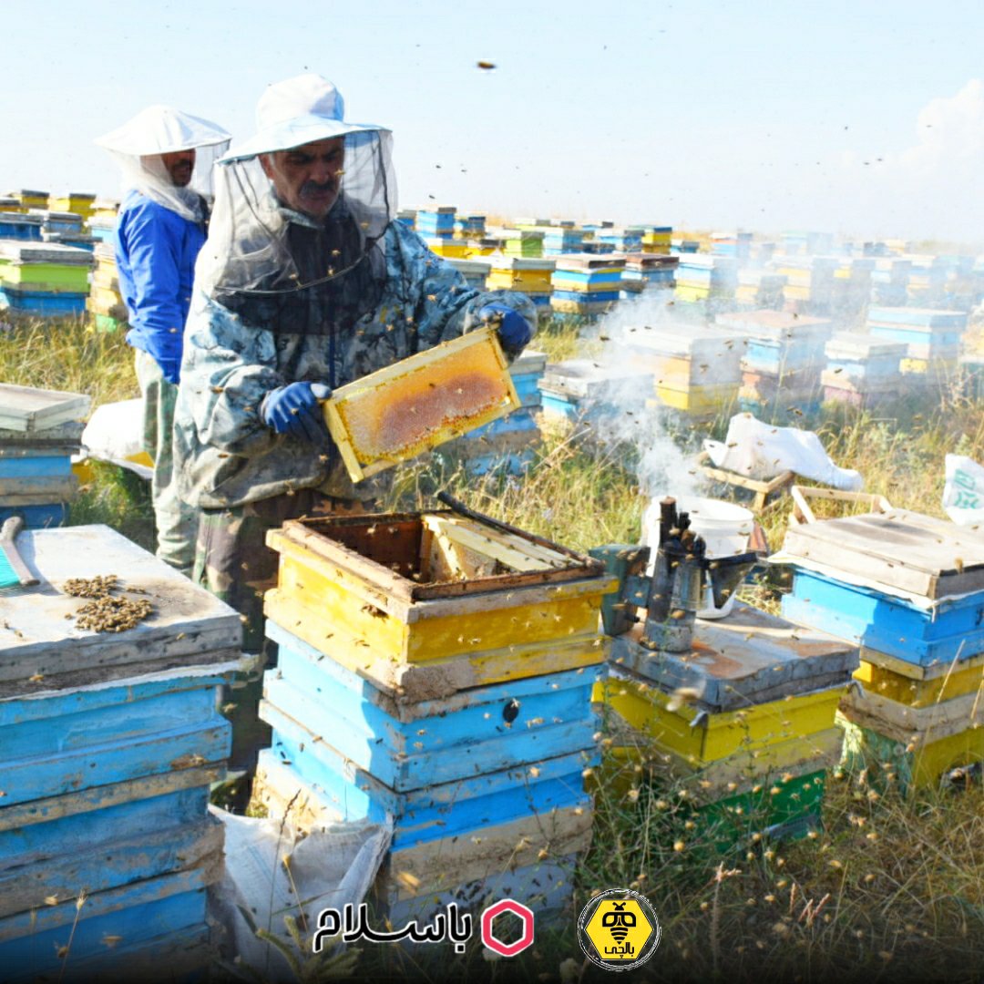 عسل طبیعی بالچی ساکارز زیر 3 (1 کیلوگرم با بسته 6 عددی) (خرید از زنبوردار نمونه و ارسال رایگان)