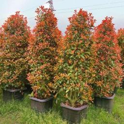 درختچه فوتونیا سه رنگ پر شاخه کیفیت عالی موجود در سایز های مختلف 