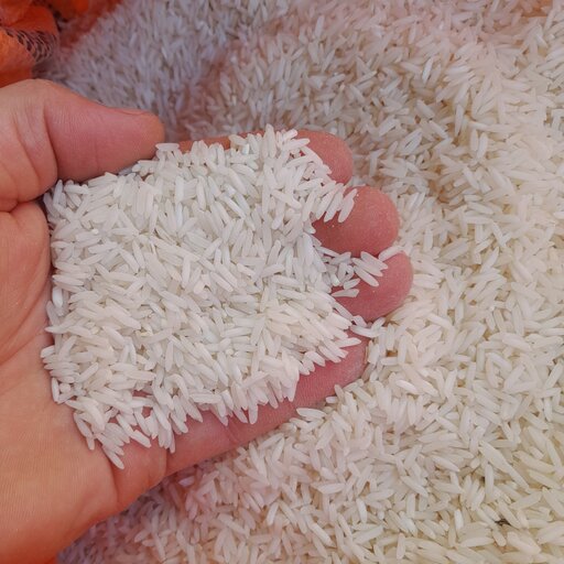 برنج شیرودی استخانی  مرغوب گیلان با عطر بو تازه کشت امسال بسته بندی 5 کیلویی با ارسال رایگان 