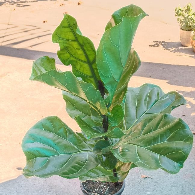 گل طبیعی گل لیراتا برگ پهن گل آپارتمانی گل طبیعی لیراتا