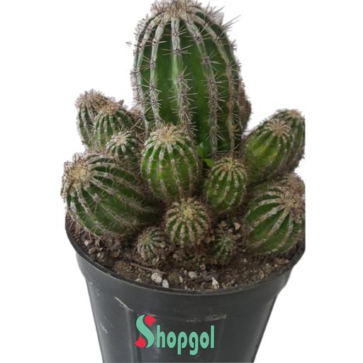 کاکتوس اچینوپسیس هاکو جو   Echinopsis  HAKU-JO MARU (ارسال با باربری و پس کرایه)